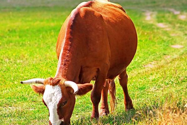 母牛怀孕手摸方法！母牛怀孕识别方法？几个月乳房会变大？