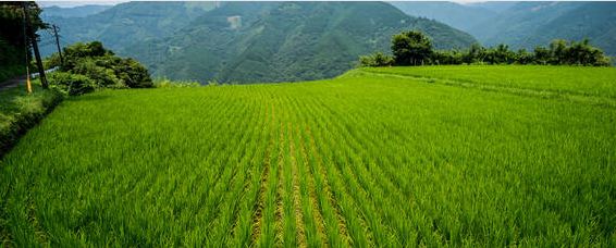 水稻返青用硫酸铵还是尿素？水稻返青肥什么时候用？