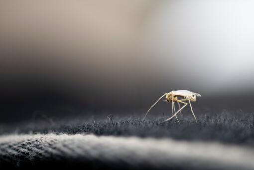 蚊蝇是否会传播新冠病毒？有哪些灭蚊防蚊措施？怎么灭蚊最有效？