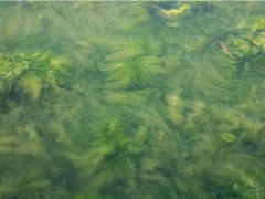 蓝藻有哪些危害？蓝藻怎么治？蓝藻爆发的原因是什么？