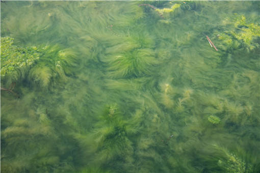 蓝藻爆发的原因是什么-摄图网