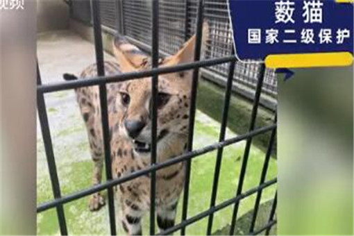 薮猫多少钱一只？可以养吗？中国养薮猫犯法吗？