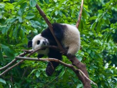 秦岭主峰5年来首现野生大熊猫！在哪发现的？大熊猫为什么是国宝？