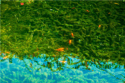 海花草的种植技术-摄图网