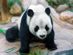 赠台大熊猫圆圆顺利产下二胎！叫什么？大熊猫产的崽为什么那么小？