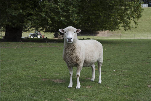 夏季圈养山羊注意事项有哪些？圈养山羊一天喂几次？