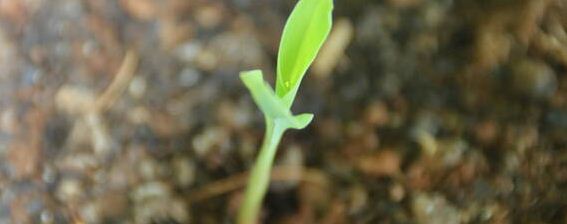 玉米催芽方法