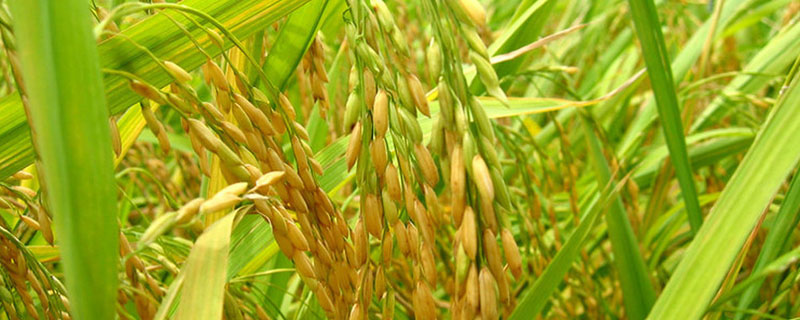 哈尔滨适合水稻生长的自然条件