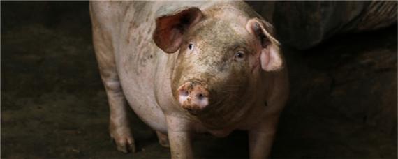 发酵饲料养猪有什么优点