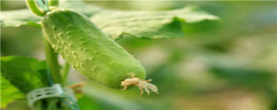 黄瓜浸种催芽方法