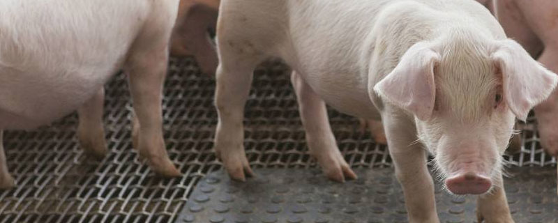 母猪配种后流脓怎么处理