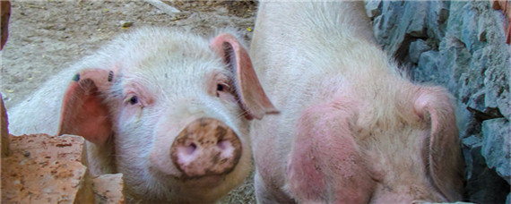 如何减少猪的应激反应