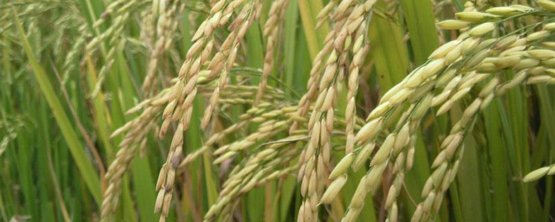 公稻子影响产量吗