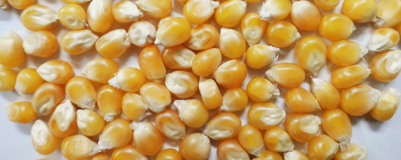 玉米粒是由什么发育来的