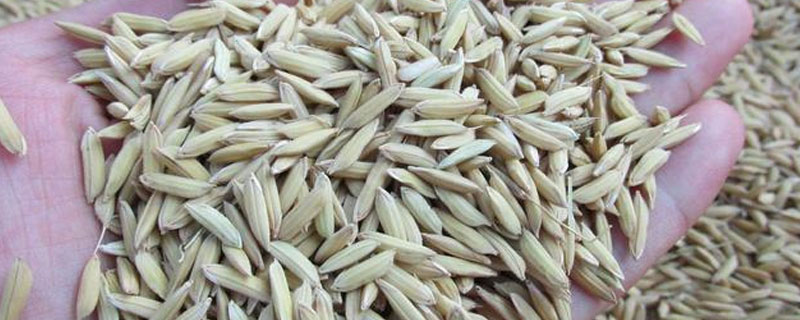 水稻种子催芽过程
