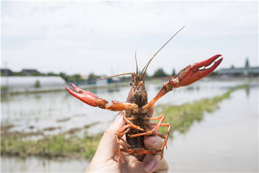 梅雨季小龙虾养殖管理方法有哪些？几月份是吃小龙虾的季节？
