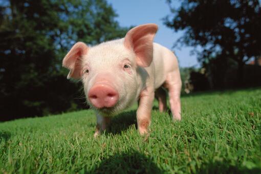 中国研究者发现新型猪流感病毒！猪会传染人吗？猪流感症状有哪些？