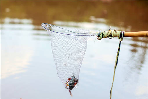 梅雨季小龙虾养殖管理方法有哪些？几月份是吃小龙虾的季节？