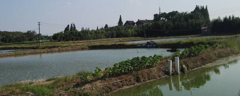 养虾池水很浑浊是什么原因