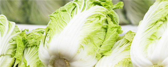 白菜干烧心怎么办？白菜出现干烧心以后如何补救？
