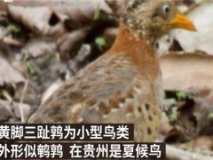 贵州山中龙吟为鸟类发出声源！为什么会觉得是龙吟？