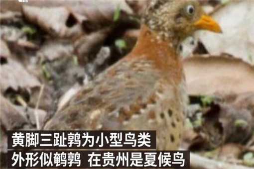 贵州山中龙吟为鸟类发出声源