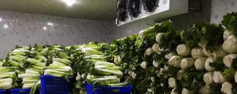 冷库储存蔬菜利润多大？一般能储多长时间？