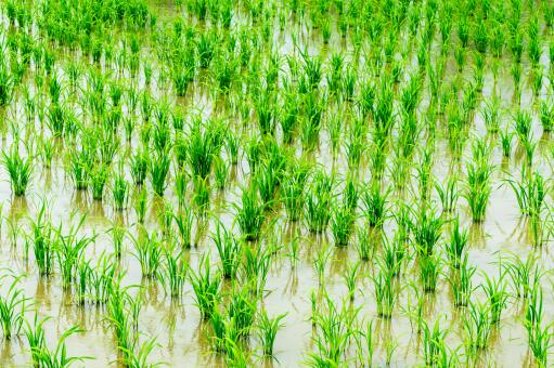 南方水稻一年几熟？种植和收割时间是什么时候？附防涝抗灾技术指导意见