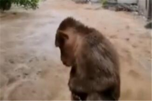 武夷山暴雨中猴子蹲桥上避险