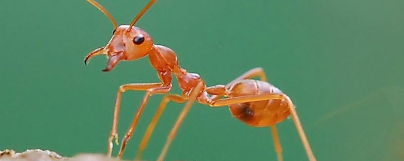 红火蚁用什么农药杀死？关于红火蚁的种植问题！