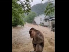 武夷山暴雨中猴子蹲桥上避险！暴雨不仅给人类带来了影响还有野生动物！