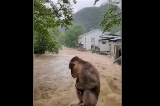 武夷山暴雨中猴子蹲桥上避险