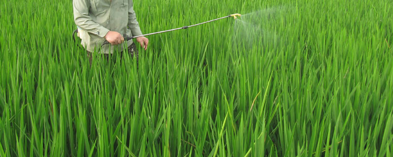 水稻田水葱用什么农药？关于农药的种植问题！