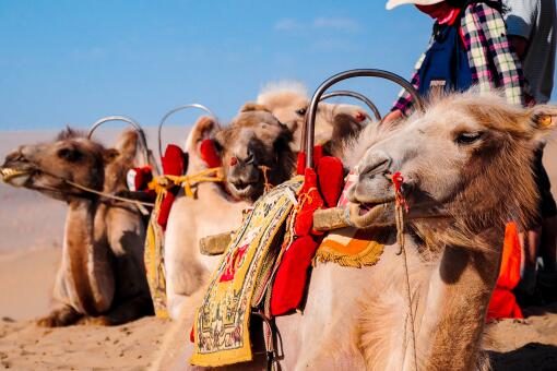 年迈骆驼被卖后独行100公里回家！骆驼的价格大概是多少钱一头？