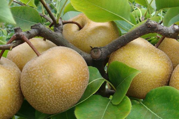 梨树黑叶病是什么原因引起的?