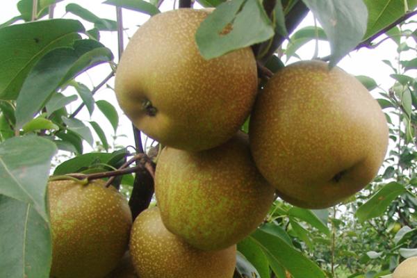 梨树黑叶病是什么原因引起的?