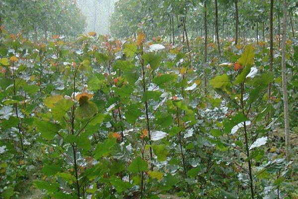 杨树苗地用什么除草剂除草