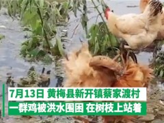 鸡群被洪水围困树枝7天！最后被解救了吗？被洪水围困时应该怎么办？