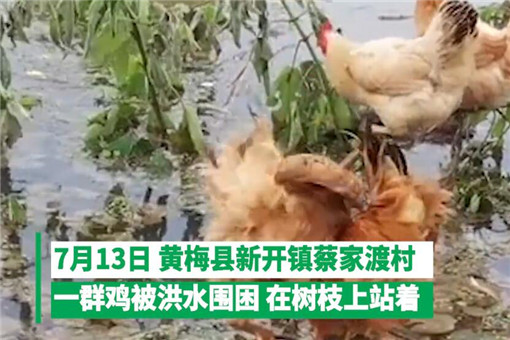 鸡群被洪水围困树枝7天！最后被解救了吗？被洪水围困时应该怎么办？