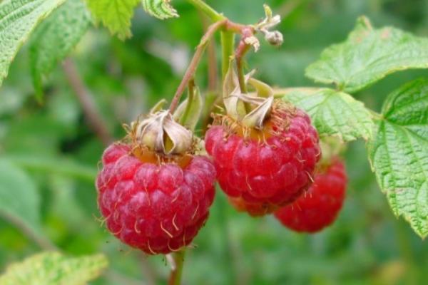 树莓怎么种植方法
