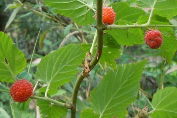树莓怎么种植方法