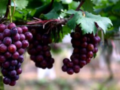 日本天价葡萄一串8.5万元！浪漫红宝石葡萄长什么样？怎么保存？