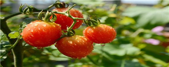 西红柿挂果后萎蔫什么原因