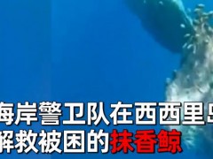 抹香鲸长什么样？是保护动物吗？10米长抹香鲸遭渔网困住了！