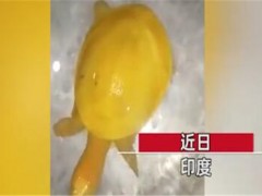 印度渔民发现金色乌龟！为什么是金色的？金色的乌龟叫什么？
