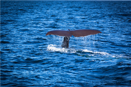 10米长抹香鲸遭渔网困住