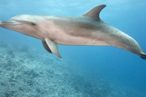 丹麦法罗群岛数百鲸鱼和海豚被捕杀原因是什么-摄图网