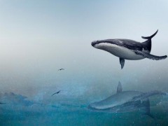 丹麦法罗群岛数百鲸鱼和海豚被捕杀！为什么被捕杀？是保护动物吗？