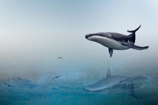 丹麦法罗群岛数百鲸鱼和海豚被捕杀-摄图网