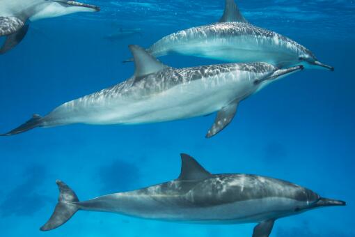 海豚是保护动物吗-摄图网